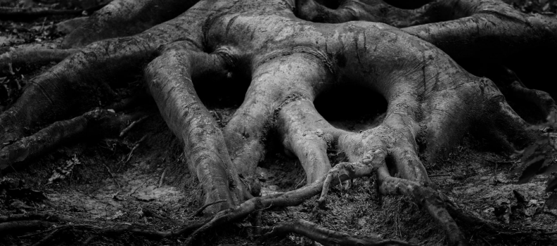 Detox Help – Getting to the Root of the Problem